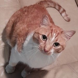 Meet your Posher, Shadid